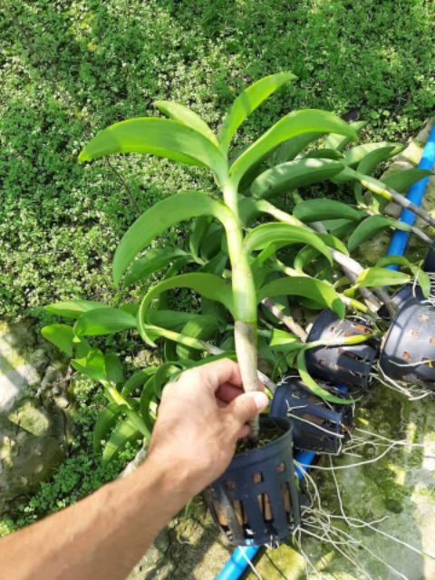 Hoa lan denro nắng tai thỏ 6 màu