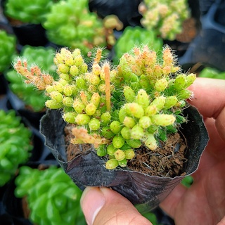 sen đá Hạt gạo🍏 |FREESHIP| 🔥 XỨ NÓNG, ĐÃ THUẦN KHÍ HẬU, KHOẺ ĐẸP 🍏 LỖI 1 ĐỔI 1