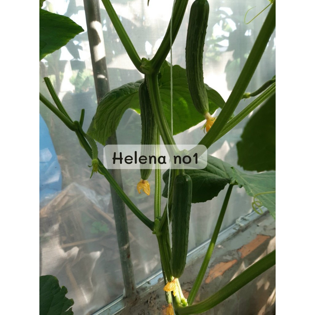 [Hạt giống Nhật]Hạt dưa leo Helena no1 dài Nhật Bản tự thụ phấn, giòn ngọt, sai quả,kháng bệnh tốt gói 10 hạt