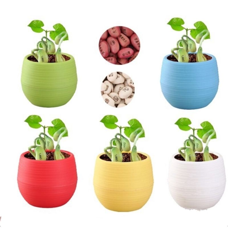 HẠT ĐẬU THẦN KỲ/MAGIC BEAN/HẠT GIỐNG CAO CẤP KHẮC TÊN SIÊU XINH, SIÊU Ý NGHĨA (ĐẶC BIỆT DỄ TRỒNG)