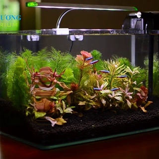 Hồ Cá Thủy Sinh & Phụ Kiện