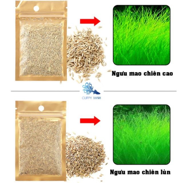 Hạt Giống Cây Thủy Sinh (Trân Châu Ngọc Trai, Ngưu Mao Chiên, Cỏ Tình Yêu, Cỏ May Mắn) - Guppy Xanh