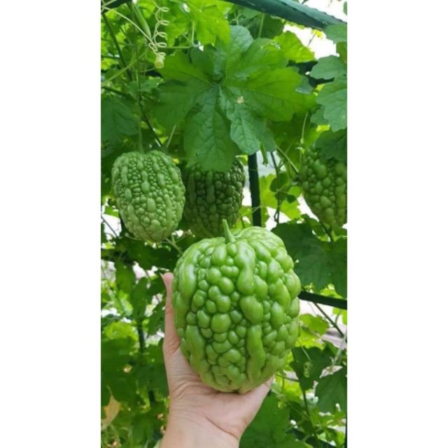 HẠT GIỐNG MƯỚP ĐẮNG TRÁI TIM XANH 5 HẠT ĐẾN MÙA TRỒNG TẾT luckyseed hạt siêu rẻ