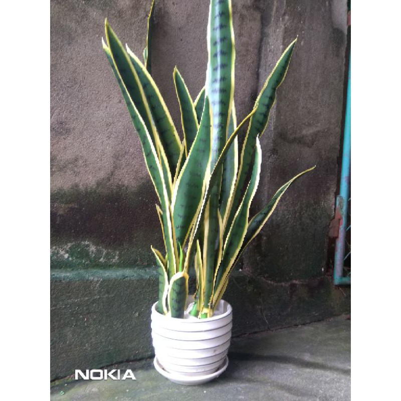 Cây lưỡi hổ giả cảnh. 70 cm kèm chậu nhựa