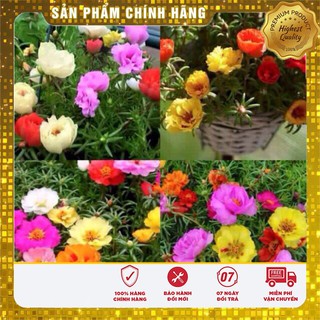 Hạt Giống Hoa Mười Giờ (30 hạt)