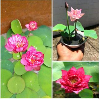 Sen nhật mini  ..gói 10 hạt