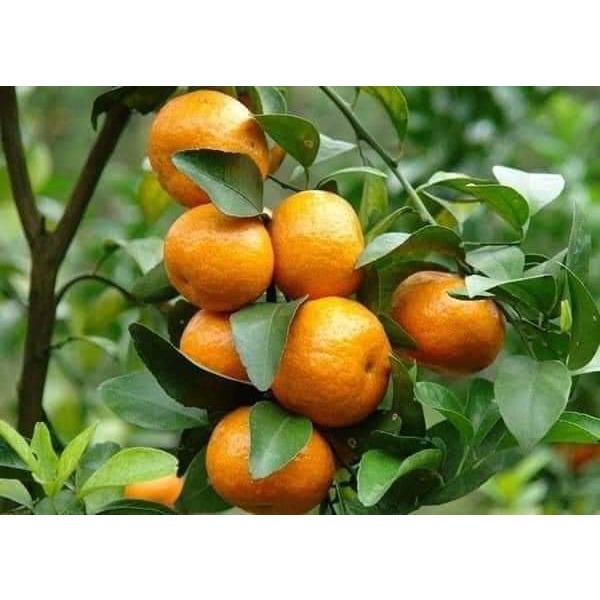 Cây giống quýt đường thái lan