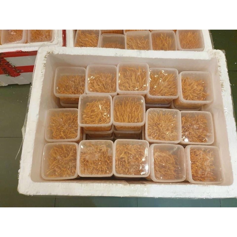 Nấm đông trùng hạ thảo tươi ( KHÔNG ĐẶT HÀNG)