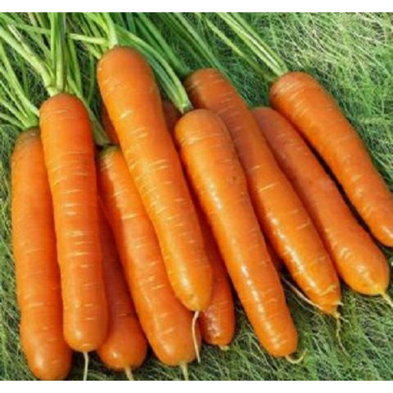 hạt giống cà rốt củ to dễ trồng - gói 5gr