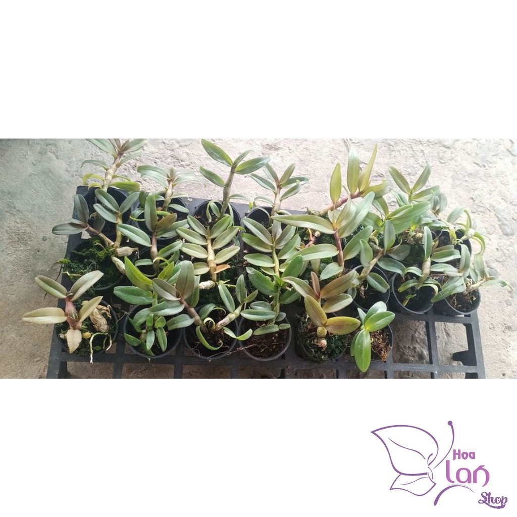 Lan Phi Điệp 🎁Mua 3 Tặng 1🎁 5 Cánh Trắng Bạch Tuyết