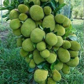 Mít tố nữ Malaysia