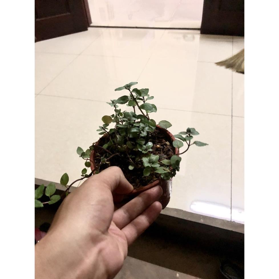 Cây bạc hà chocolate mint {hình thật cây sum xuê chụp tại shop}