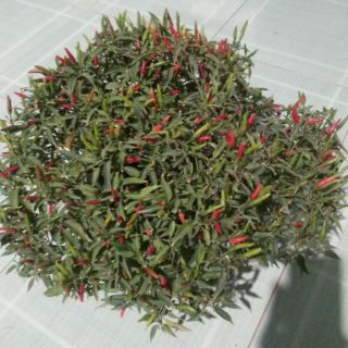 Chậu ớt hiểm... ớt chim ia☆☆☆☆☆