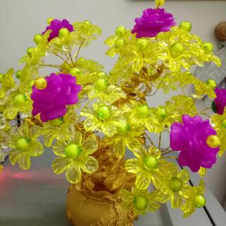 Cây tài lộc cóc vàng phối hoa