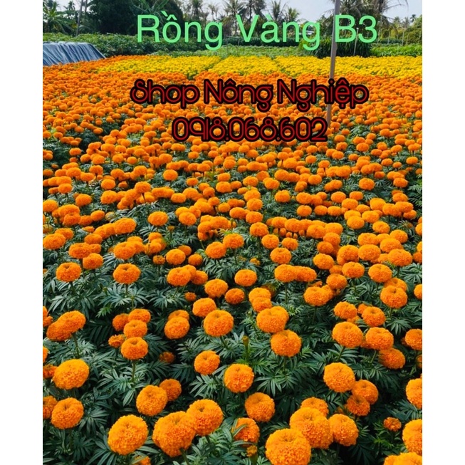 Hạt giống hoa Vạn Thọ Mỹ cao lỡ B3 màu cam đỏ
