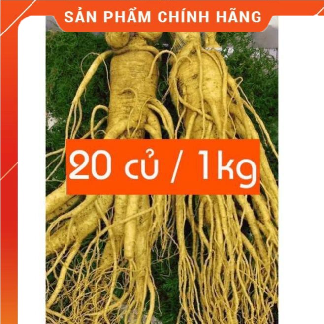 SÂM TƯƠI HÀN QUỐC 100% NHẬP KHẨU  SÂM LOẠI 20 CỦ 1 KG