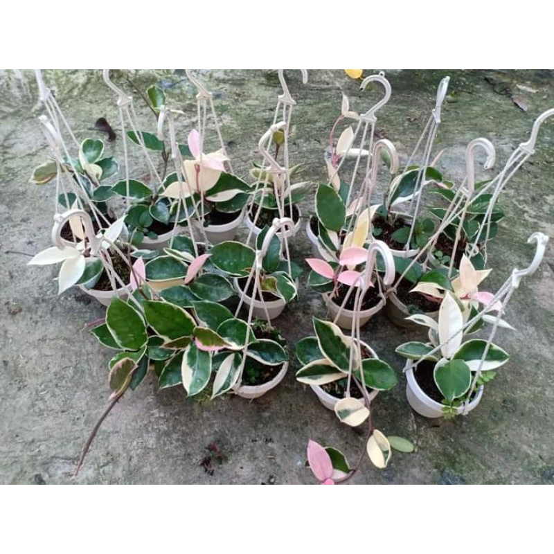 Chậu giống hoa cẩm cù lá biên