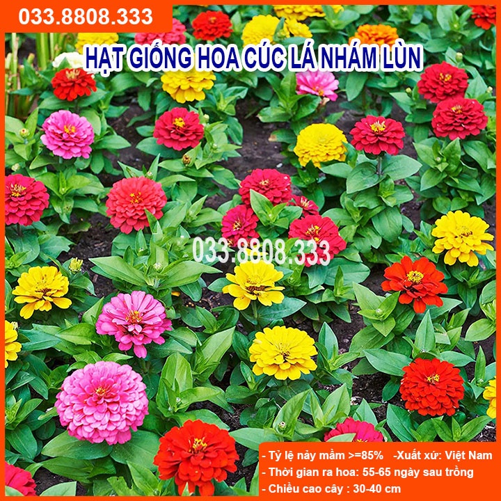 Hạt Giống Hoa Cúc Lá Nhám Lùn-Hoa Đẹp Nhiều Màu