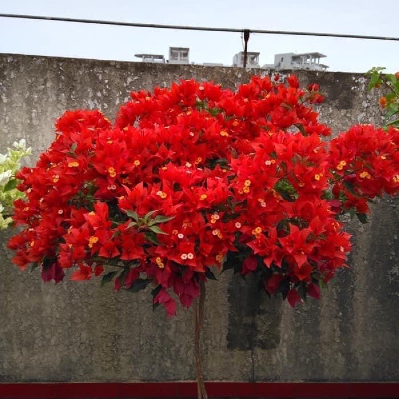 Hoa giấy đỏ lửa đang nụ hoa