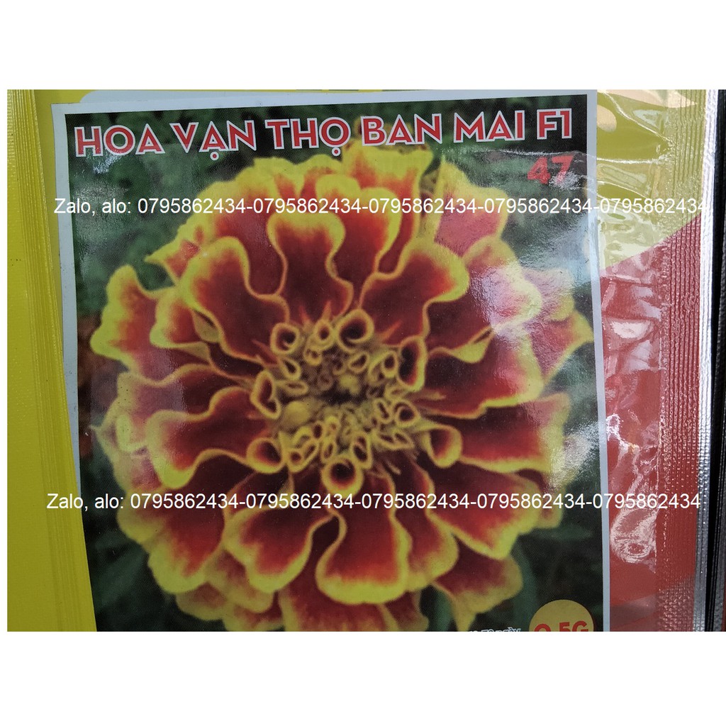 HOA VẠN THỌ BAN MAI ĐỎ