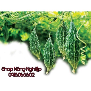 Hạt Giống Khổ Qua Rừng PN siêu năng suất