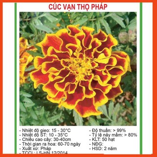 [Nảy Mầm 100%] Hạt giống Hoa Cúc Vạn Thọ Pháp 50 Hạt/ Gói