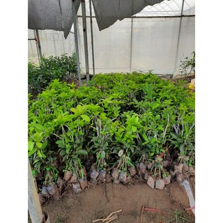 [Cây giống] Hồng xiêm xoài cây ghép cao 40-50cm