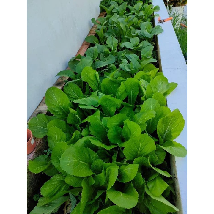 Thùng ủ rác hữu cơ nhà bếp Kico loại 25L (Kèm 1Kg EM Bokashi Ủ Rác)