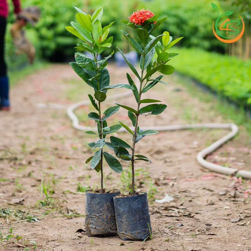 Cây mẫu đơn đỏ cao 30cm, cây dễ trồng và chăm sóc, ra hoa rực rỡ quanh năm