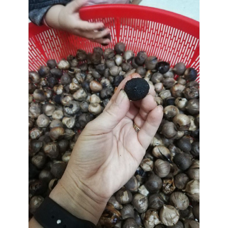 tỏi đen cô đơn