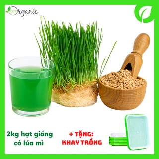 Hạt giống cỏ lúa mì, lúa mạch 2kg - tặng khay trồng 2 lớp, nhập khẩu Úc, khaiminheco