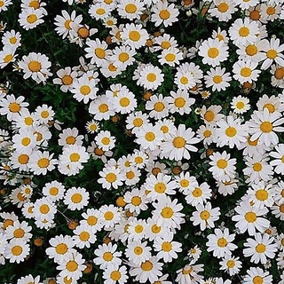 Hạt giống cúc họa mi (tặng kèm phân bón và kích mầm)