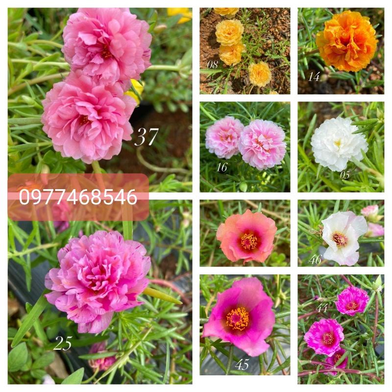 30màu ] Mix 1kg hoa mười giờ  Thái kép,đơn