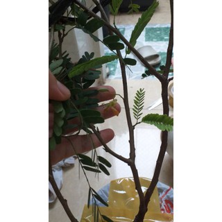 Chậu cây me thái ngọt, cây đẹp.