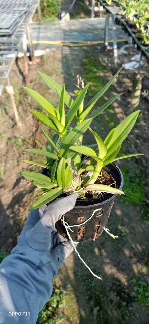Denro mini chậu lớn đang nụ