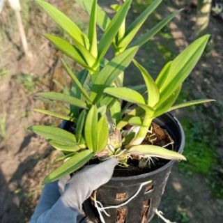 Denro mini chậu lớn đang nụ
