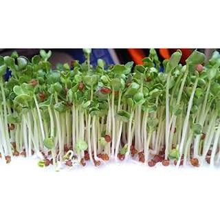 [ Bán chạy ] Hạt giống mầm cải - 50g (tặng kèm 20 hạt Cải Kale Khủng Long)