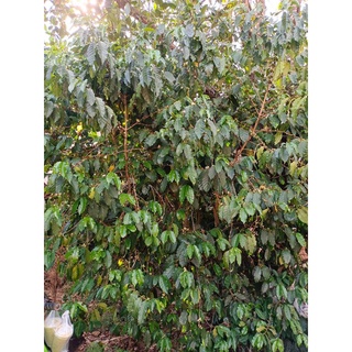 [Hạt rang] Arabica Red Bourbon Đạ Sar sơ chế Wash