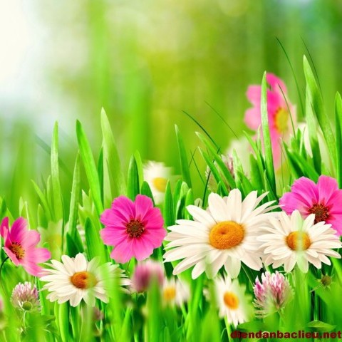 Hoa Hướng Dương