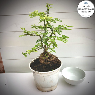 Cây cần thăng bonsai mini .