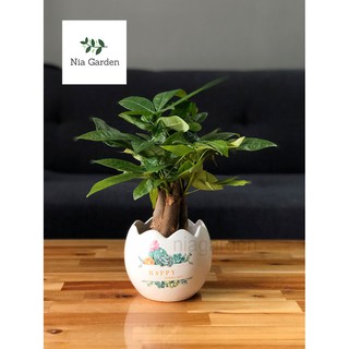 Chậu cây gốm sứ in, trứng to