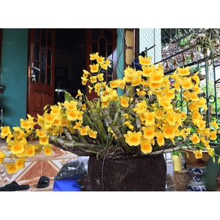 1 khóm lan kim điệp xuân hoa vàng đẹp