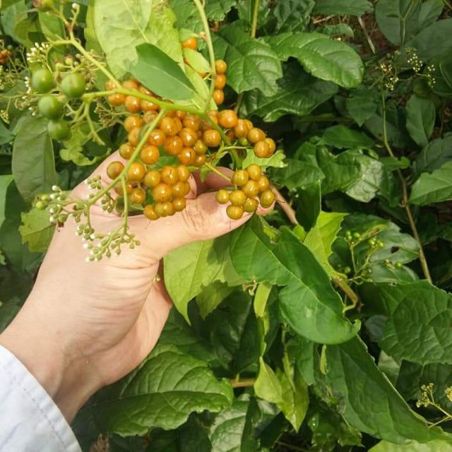 Hạt xạ đen 100g