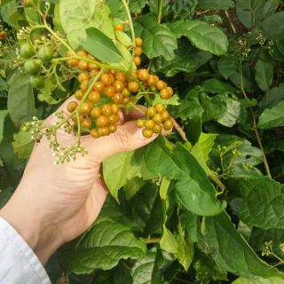 Hạt xạ đen 100g