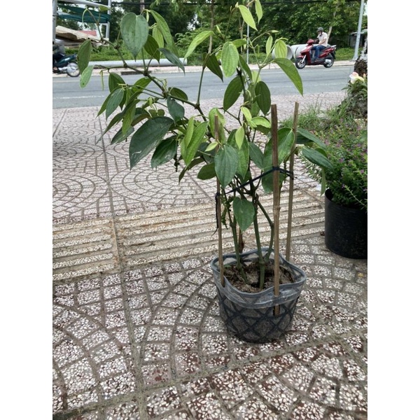 Chậu cây Tiêu chùm, Hồ Tiêu