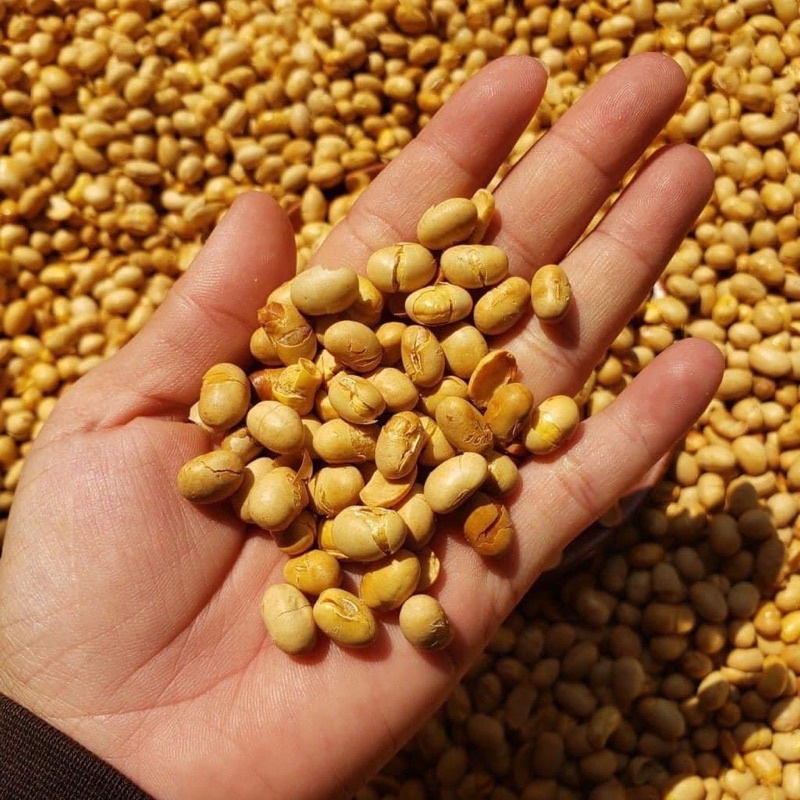 Gói 350Gr Đậu nành đậu tương sấy giòn loại 1 thơm giòn tan