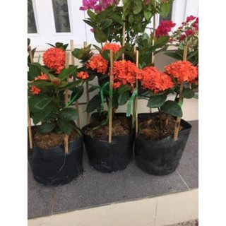 Mẫu đơn đỏ lá trung bông to siêu hoa , cây đẹp, giống chuẩn