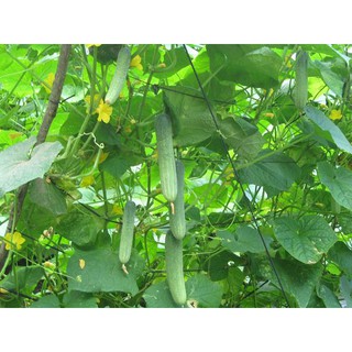 Hạt Giống Dưa Leo
