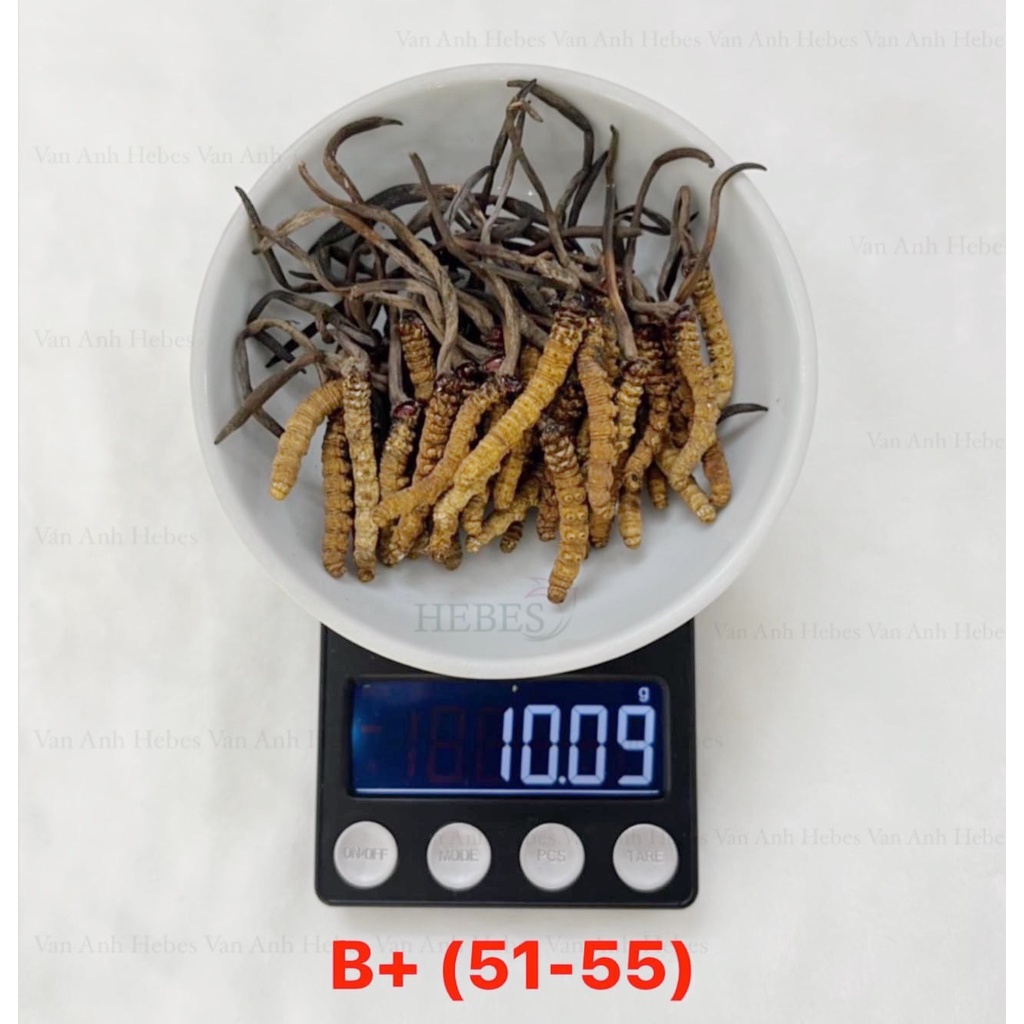 ĐÔNG TRÙNG HẠ THẢO MẮT ĐỎ BHUTAN 10GRAM SIZE 51-55 CON