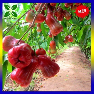 cây mận An phước